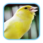 Logo of Masteran Kicau Burung Kenari android Application 